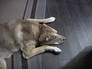 A large brown dog lying on a tan rug shot from the side
