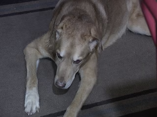 A large brown dog lying on a tan rug shot from the front