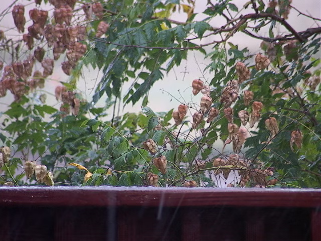 Branches above a railing in the rain