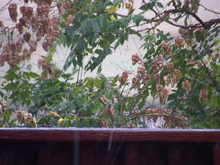 Branches above a railing in the rain