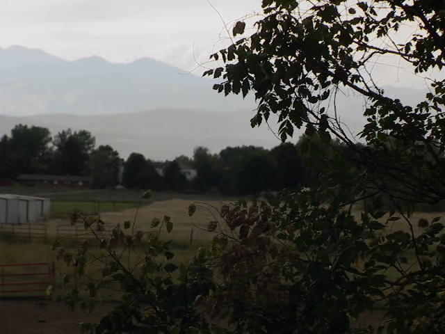 A tree with a field and mountains in the distance