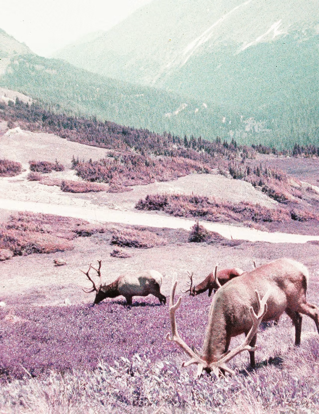 Elk grazing near a trail in a purple field that falls to a green haze with a distant forest