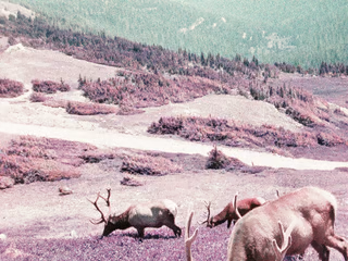 Elk grazing near a trail in a purple field that falls to a green haze with a distant forest
