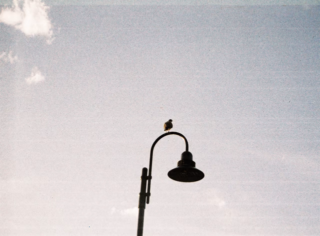 A bird, surrounded by dull sky, standing on a lightpost