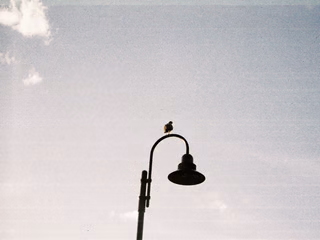 A bird, surrounded by dull sky, standing on a lightpost